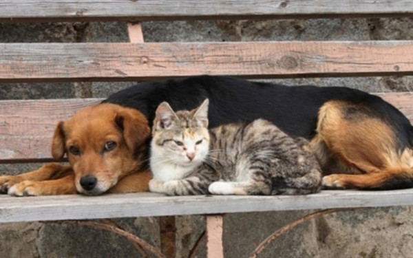 Θεσσαλονίκη: 53χρονη είχε στη μονοκατοικία της 153 γάτες και σκύλους - Ζούσαν σε άθλιες συνθήκες