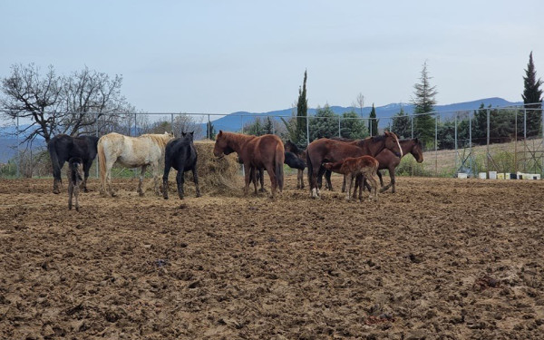 Γρεβενά: Ακυρώθηκε η δημοπρασία για τα 30 άγρια άλογα