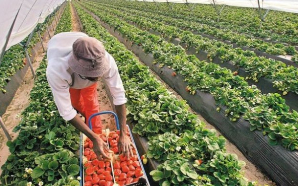 Επιστρέφει η καλλιέργεια της φράουλας στην Φλώρινα Επιστρέφει η καλλιέργεια της φράουλας στην Φλώρινα