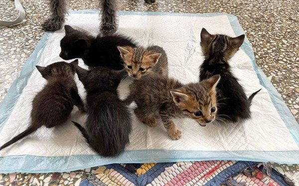 Θεσσαλονίκη: Απαλλάχθηκε ο 42χρονος που κατηγορήθηκε ότι ποδοπάτησε ένα γατάκι μέχρι θανάτου