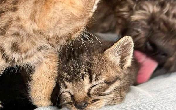 Θεσσαλονίκη: Πρώην αστυνομικός ο άνδρας που δηλητηρίαζε γάτες στην Τούμπα - Αντιμέτωπος με κακούργημα (βίντεο)