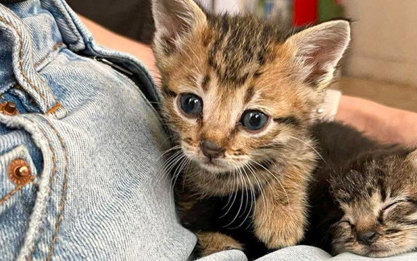 Φρίκη στη Ρόδο: Τεμάχισαν και έθαψαν γατάκι - Επικηρύχθηκαν οι δράστες