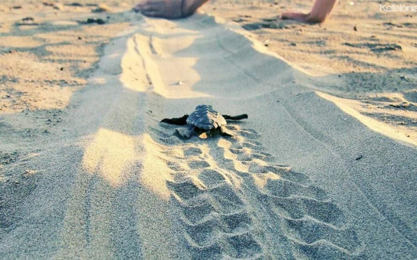 Κλιματική Αλλαγή: Nωρίτερα από άλλες χρονιές η ωοτοκία για τις Καρέττα