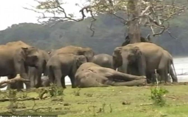 Ελβετία: Ελεφαντίνα πέθανε από έρπη, 2 εβδομάδες μετά τον αδελφό της, στο Ζωολογικό Κήπο της Ζυρίχης