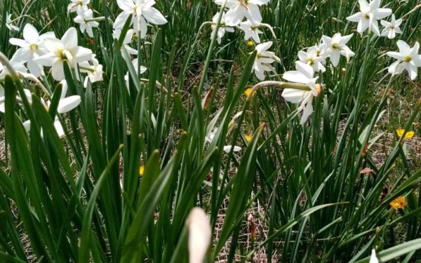 Θεσσαλονίκη: Πρωτομαγιά στην Άνω Πόλη