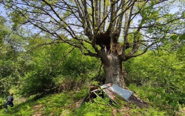 Όλυμπος: Το μυστικό του δέντρου που... έκρυβε ένα μονοπάτι