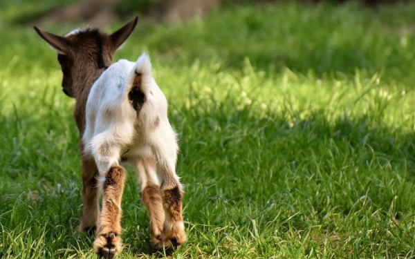 Μεγαλοεπιχειρηματίας με την παρέα του βασάνισαν και έσφαξαν live ένα κατσικάκι και το πόσταραν στο Instagram!