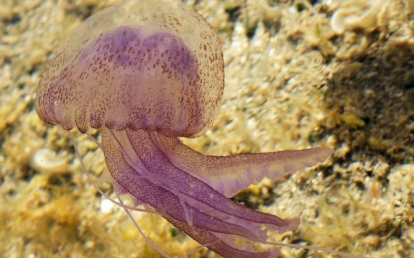 Οι μοβ μέδουσες κατέκλυσαν ήδη τις πρώτες ελληνικές παραλίες - Δείτε εικόνες