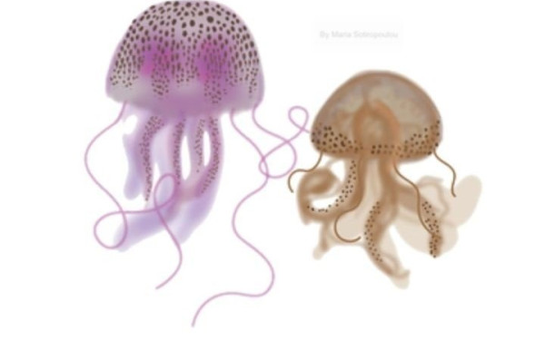 Tι πρέπει να κάνουμε αν μας τσιμπήσει μωβ μέδουσα - Σε ποιες παραλίες της Χαλκιδικής εμφανίζεται (χάρτης)