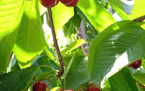 Έκκληση από την περιφέρεια για τις καταστροφές στην Πέλλα 