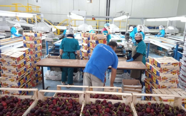 Τα… θεϊκά κεράσια της Ράχης Ολύμπου και τα ακτινίδια Νέστου, ευρωπαίοι «πρεσβευτές» σε αγορές της Ασίας (φωτ.)