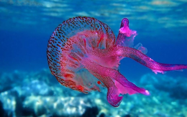 «Λες και μου έριξαν βιτριόλι»: Η σοκαριστική περιγραφή γυναίκας-θύματος της μωβ μέδουσας (βίντεο)