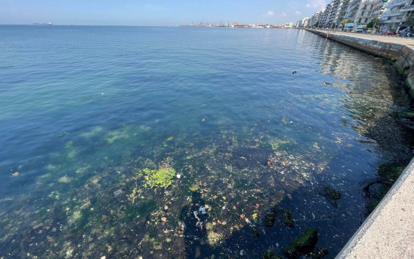 Θεσσαλονίκη: Γέμισε ψόφια ποντίκια ο Θερμαϊκός στην παλιά παραλία