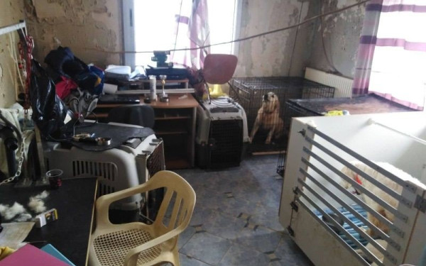 Τούμπα: Σοκάρουν οι φωτογραφίες από το... "εκτροφείο" σκύλων - Δυσοσμία, έντομα και ακαθαρσίες  