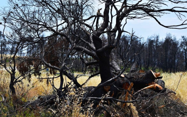 North Evia Pass: Ανοίγει η πλατφόρμα αύριο Παρασκευή 