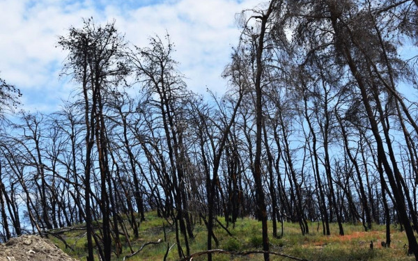 Εύβοια: Καλύτερη η κατάσταση σε Ψαχνά και Ν. Αρτάκη