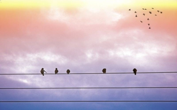 Κι όμως πολλές πυρκαγιές ξεκινάνε από πουλιά που παθαίνουν ηλεκτροπληξία - «Πέφτουν στο έδαφος σαν φλεγόμενη μολότοφ»