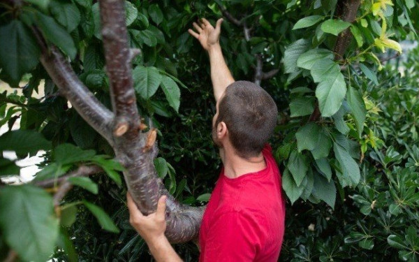 Φρέσκα φρούτα για φοιτητές και προσωπικό από την αυλή του... ΠΑΜΑΚ!