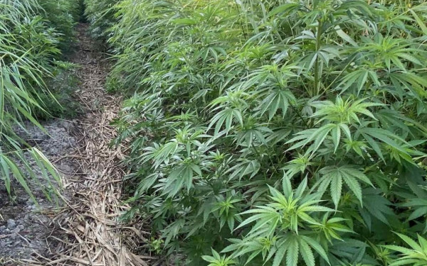 Ρέθυμνο: Εντοπίστηκαν δύο φυτείες δενδρυλλίων κάνναβης - Δύο συλλήψεις