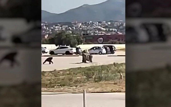 Η στιγμή που ο χιμπατζής το έσκασε από το Αττικό Ζωολογικό Πάρκο (βίντεο)