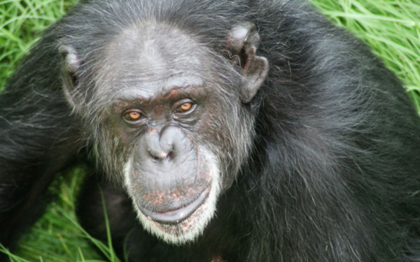 Διαμαρτυρία έξω από το Αττικό Ζωολογικό Πάρκο για τη θανάτωση του χιμπατζή