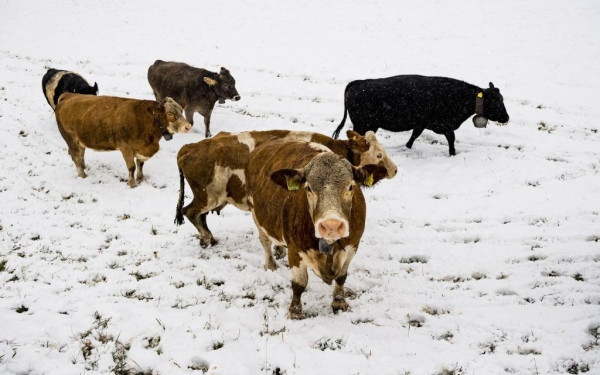 STOP στο μοσχαρίσιο κρέας για το καλό του... περιβάλλοντος 