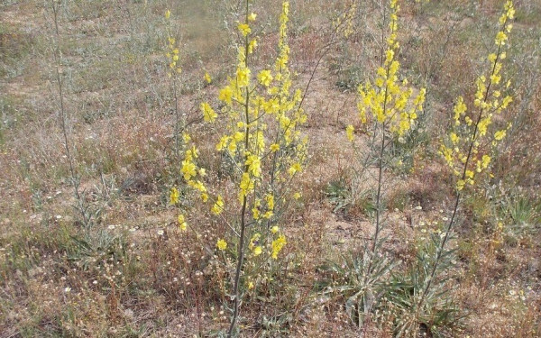 Στη Δοϊράνη η πρώτη παγκοσμίως καταγραφή νέου είδους φυτού, του Verbascum salicifolium!