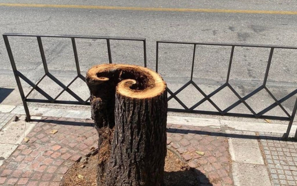 Θεσσαλονίκη: Αναβαθμίζεται το πράσινο στον άξονα της Τσιμισκή - Νέα δέντρα στη θέση των άρρωστων και επικίνδυνων φτελιών (βίντεο)