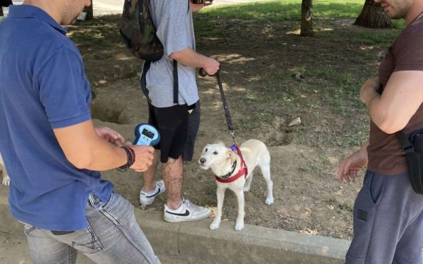 Έλεγχοι από την αστυνομία σε αδέσποτα και δεσποζόμενα ζώα στη Θεσσαλονίκη - Βεβαιώθηκαν 13 πρόστιμα