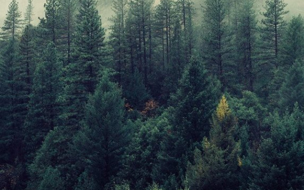 Χαλκιδική: Το φθινόπωρο τα σπουδαία για τους δασικούς χάρτες