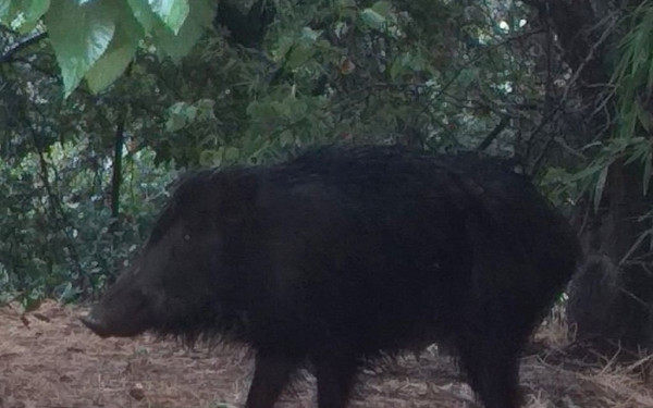 Εύβοια: Αγριογούρουνο τραυμάτισε 28χρονο κυνηγό
