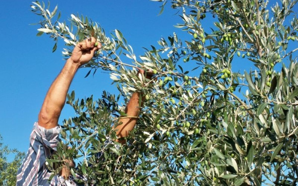 Ανησυχία για την ελαιοπαραγωγή στην Κρήτη