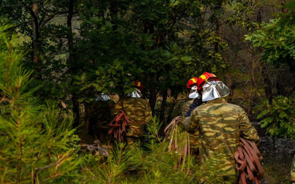 WWF για τη φωτιά στο δάσος Δαδιάς: Η οικολογική καταστροφή είναι ήδη μεγάλη