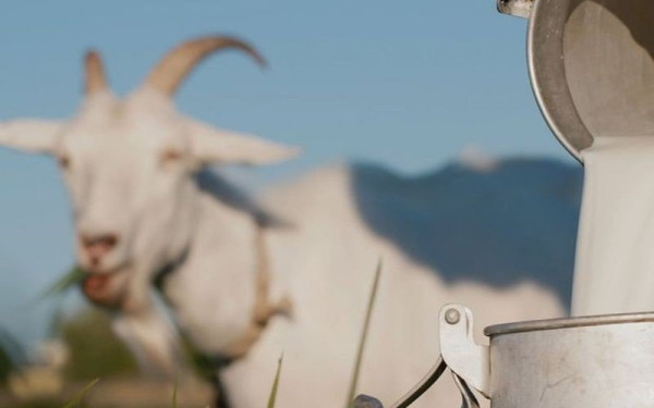 Το «κατσικάκι Λήμνου» έχει πλέον τη... στάμπα του