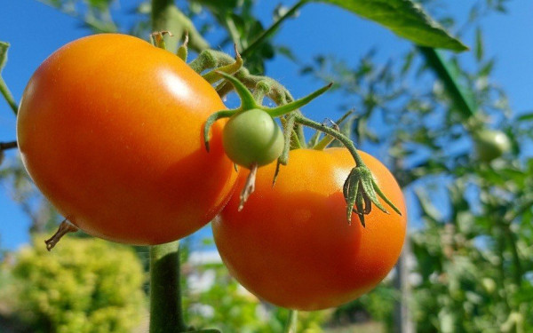 Η Μεσογειακή Διατροφή στην ελληνική κοινωνία - Οι παράγοντες που επηρεάζουν τη διατροφική μας συμπεριφορά Η Μεσογειακή Διατροφή στην ελληνική κοινωνία - Οι παράγοντες που επηρεάζουν τη διατροφική μας συμπεριφορά