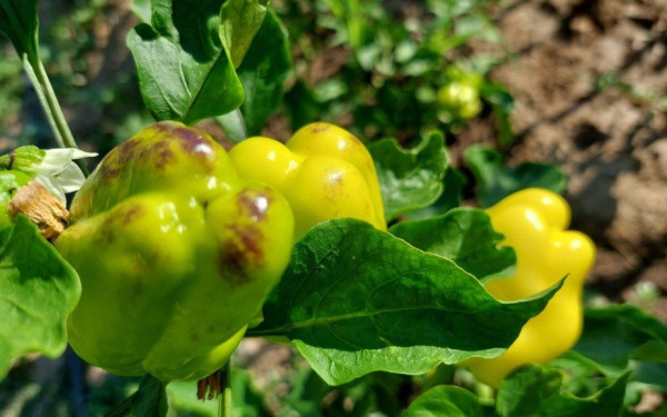 Θεσσαλονίκη: Ημερίδα με θέμα την τροφογνωσία στη μετά Covid εποχή