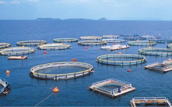 Ρεκόρ δεκαετίας στις πωλήσεις προϊόντων υδατοκαλλιέργειας