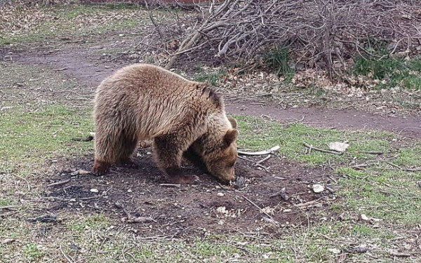 Νέος συναγερμός στη Θεσσαλονίκη για αρκούδα στο Τριάδι - Συστάσεις στους πολίτες
