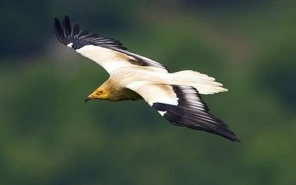 Χάθηκε ο Ασπροπάρης. SOS!