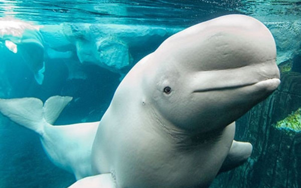 Υδάτινο πάρκο στον Καναδά απειλεί να θανατώσει 30 φάλαινες μπελούγκα