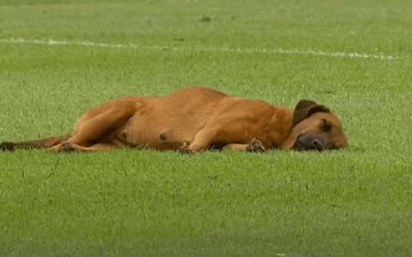 Σκύλος εισέβαλε στον αγωνιστικό χώρο γηπέδου της Παραγουάης και αποκοιμήθηκε (βίντεο)