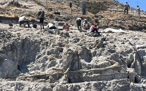 Εντυπωσιακό νέο εύρημα στη Λέσβο - Υπήρχαν 4 απολιθωμένα δάση