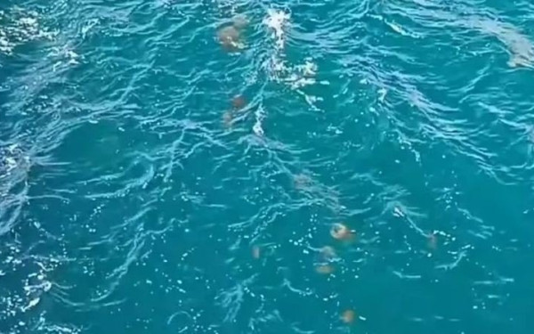 «Στρατιά» καφέ μεδουσών διασχίζει τα «τρελά νερά» της Χαλκίδας (βίντεο)