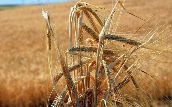 ΟΗΕ: Η Λευκορωσία δέχεται να μεταφέρονται τα ουκρανικά σιτηρά μέσω του εδάφους της