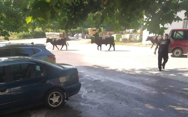 «Πονοκέφαλος» οι... αδέσποτες αγελάδες στη Γουμένισσα (βίντεο)