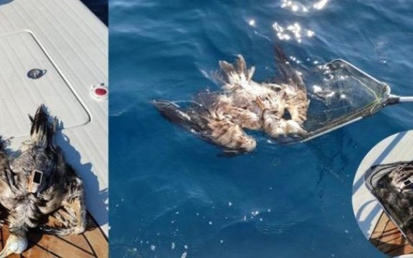 Βρέθηκε νεκρός ανοιχτά της Θάσου o σπάνιος Ασπροπάρης 