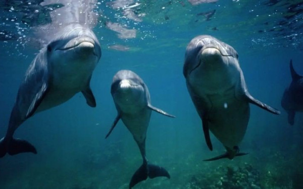 Τα δελφίνια σχηματίζουν τα μεγαλύτερα συμμαχικά δίκτυα μετά τους ανθρώπους για να... φλερτάρουν