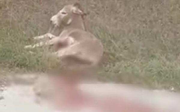 Απίστευτη βαρβαρότητα: Έσερνε γάιδαρο με το αυτοκίνητο