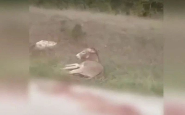 Δικηγόρος αντιδημάρχου Ζίτσας για την κακοποίηση γαϊδάρου: «Το ζώο είχε δεχθεί επίθεση από λύκο, δεν αντιλήφθηκε ότι τον σέρνει» (βίντεο)