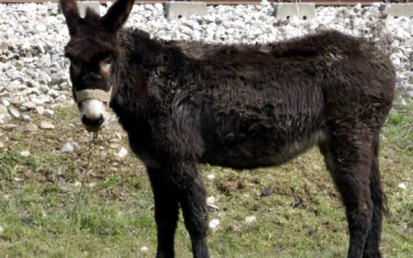  Συνελήφθη ο αντιδήμαρχος Ζίτσας για την κακοποίηση γαϊδάρου